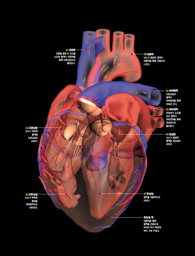 심장의 주요 구성과 역할