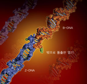 유선형인 B-DNA와 지그재그형 Z-DNA가 붙어 있는 모습. DNA는 평소에는 주로 B형이지만 특정 부위에서 단백질을 만들 때 Z형으로 변하곤 한다. 이중나선을 붙들고 있는 팔(염기)이 하나 풀어지면서 밖으로 돌출하면 B형이 Z형으로 바뀌기 시작한다.