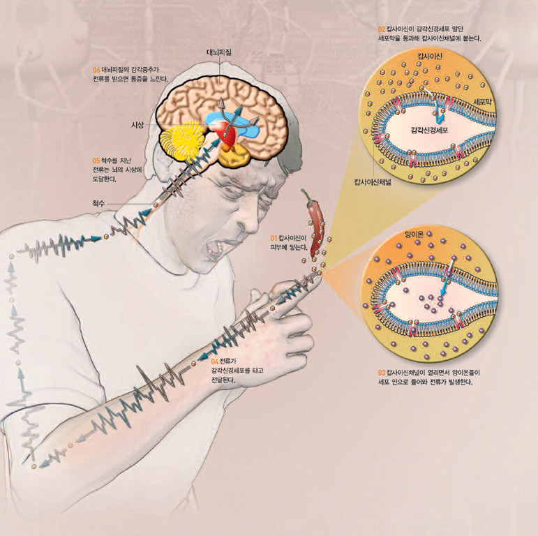 통증을 느끼는 과정^고추의 매운 성분인 캅사이신이 피부에 닿으면 아프다고 느낀다. 캅사이신으로 인해 이온채널이 열려 전류신호가 뇌로 전달되기 때문이다. 이는 상처가 나거나 염증이 생기거나 심하게 맞을 때 우리몸 안에서 분비되는 브래디키닌이 통증을 일으키는 과정과 같다.