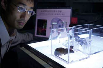 김대수 교수가 신경신호를 연구하기 위해 머리에 전극 커넥터(connectoer)를 꽂은 생쥐를 관찰하고 있다.