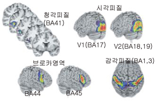 한국인 뇌와 기능유닛^우리나라 사람의 MRI를 바탕으로 얻은 뇌 표준지도 위에 독일 연구진이 만든 브로드만 영역 확률지도를 올려놓았다. BA는 브로드만 영역. BA1과 3 영역은 신체 각 부위에서 들어오는 감각을 지각한다. BA17을 일차시각, BA18과 19는 일차청가, BA44와 45는 브로카 언어영역이다.