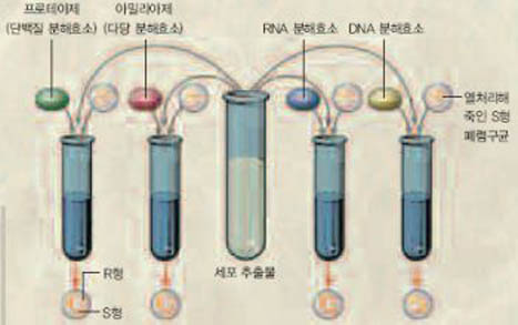 에이버리 DNA 유전물질 발견 실험^에이버리는 그리피스의 실험에서 변환원리를 일으킨 물질이 무엇인지 알아내기 위해 죽은 S형 폐렴구균의 세포 추출물에 각종 분해효소를 처리했다. 이 중 DNA 분해효소를 처리한 경우에만 변환원리가 일어나지 않고 S형이 발견됐다. 이로부터 에이버리는 DNA에 의해 형질 전환이 일어남을 발견했다.