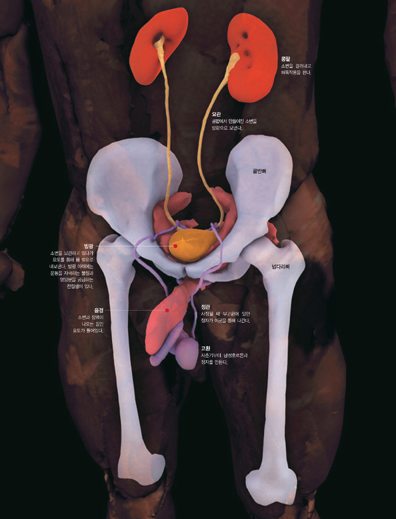 남성의 생기기와 주변 기관