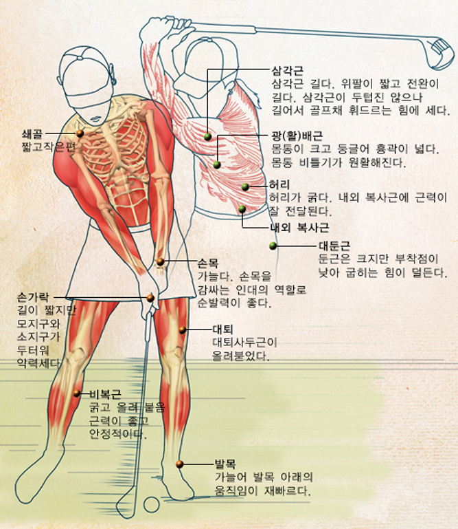 한국인의 신체해부학적 특징^한국 여자 골프 선수의 선전 원인을 해부학적으로 분석해보면 평균적인 한국인의 신체와 유사하다. 최근 한국인은 북방계형과 남방계형이 섞인 중간형이 증가하는 추세다.