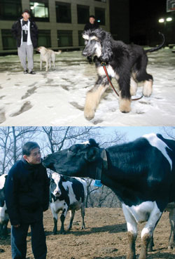 황 교수를 대표하는 배아줄기세포에 관한 두 논문이 의혹에 휩싸이면서 복제동물 스너피(위)와 영롱이(아래)를 보는 시선도 곱지 않다.