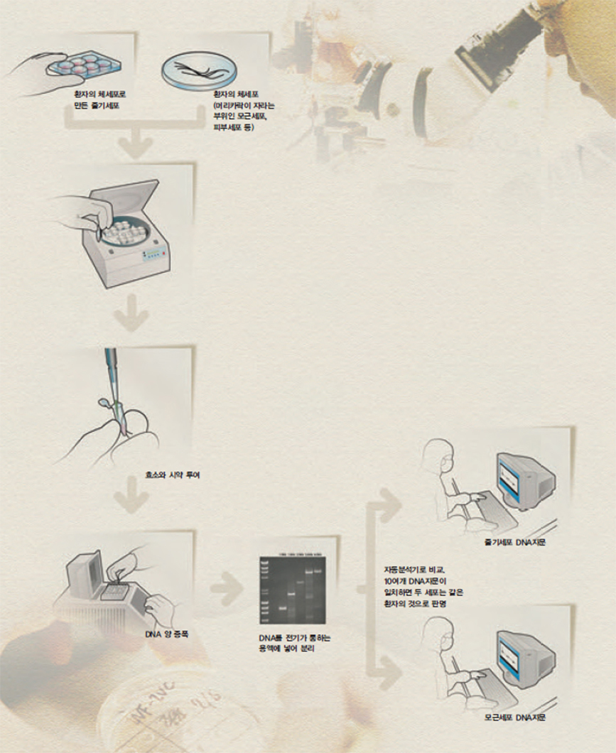 DNA 지문 검사 과정