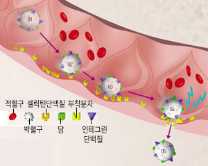 혈관 속 백혈구의 이동^01 상처가 나면 근처 혀로간에서 백혈구가 가까이 온다.02 03 백혈구 표면에 붙어있는 당과 단백질이 혈관 벽의 수용체에 결합하면서 백혈구가 벽을 따라 이동한다. 04 혈관 벽 틈새 사이로 백혈구가 빠져나간다. 05 백혈구가 상처 주변으로 가 세균을 잡아먹는다.