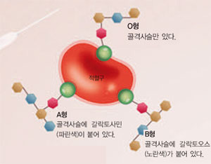 당으로 구분하는 혈액형^적혈구 표면의 당사슬은 혈액형에 따라 다르다. 혈액형이 서로 다른 경우 수혈했을 때 면역거부반응이 나타나는 이유다.