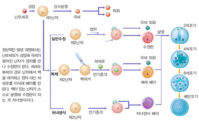 체세포 복제와 처녀생식