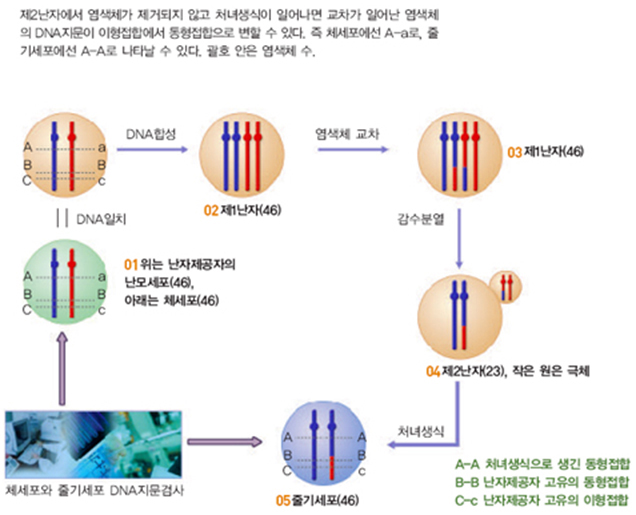 DNA 지문검사로 확인한 처녀생식