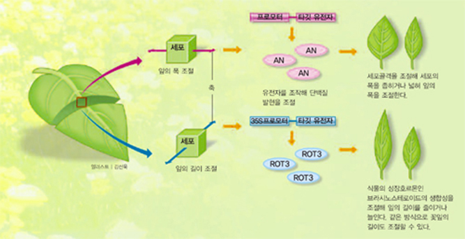 잎 모양을 조절하는 방법^김경태 교수는 잎의 길이와 폭을 조절하는 유전자를 찾아 냈다. 이를 이용해 10여종의 서로 다른 모양의 애기장대 잎을 만들었다.