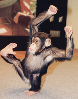 침팬지는 상대방을 간지럽혀 웃길 수 있어도 유머로 웃기지는 못한다.