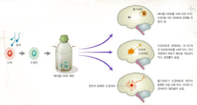 줄기세포를 이용한 뇌수술^줄기세포를 특정 신경세포로 분화시킬 수 있고 이 신경세포가 뇌 속에서 아무 부작용 없이 오래 생존할 수 있다면 각종 뇌 발달장애를 고칠 수 있다.