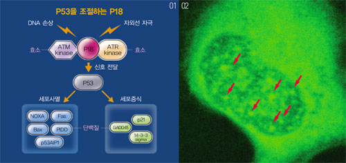 01 외부자극의 종류에 따라 각각 다른 효소가 P18과 결합해 P53에 신호를 전달한다. p53은 전달받은 신호에 따라 세포를 죽이기도 하고 살리기도 하는데 여러 단백질이 그 기능을 돕는다. 02 세포핵 내에서 자외선에 손상된 DNA를 수선하는 P18(화살표).