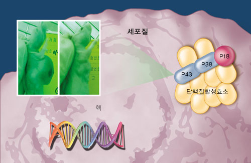 세포질에서 P18, P38, P43은 서로 인접하고다른 단백질합성효소와함께 복합구조를이룬다. 유전자 손상이일어나면 흩어져 각각의기능을 발휘한다. P43은 쥐 실험에서 암억제 기능이 밝혀졌다.암에 걸린 쥐 중에P43을 주입한 쪽은암 덩어리가 훨씬작다(사진에서 오른쪽).