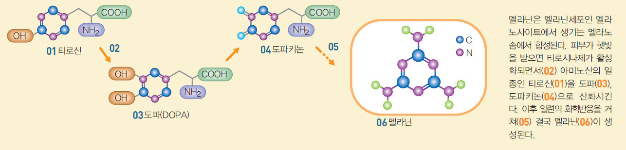 멜라닌 합성 과정