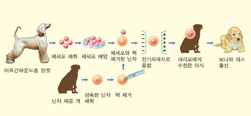 보나와 피스 복제 과정^암컷 개의 체세포를 핵이 제거된 난자에 이식하고 전기자극을 줘 수정란을 만들었다. 이를 대리모에 착상시켜 보나와 피스가 태어났다. 스너피 복제 과정과 거의 같다.