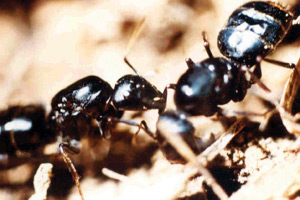 개미턱의 힘은 매우 빠르게 무는 근육에서 나온다.