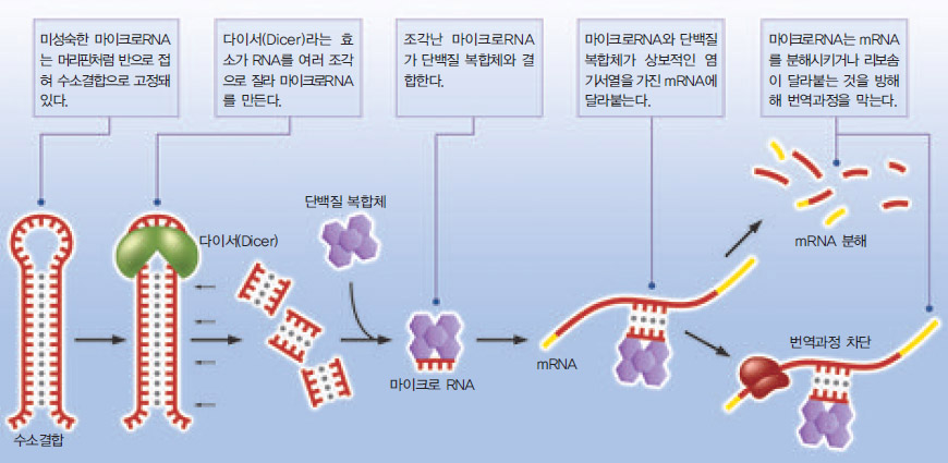 마이크로RNA의 작용 메커니즘^마이크로 RNA는 mRNA의 번역 과정을 차단하는 방버븡로 세포 주기에 따라 유전자의 발현을 조절한다.