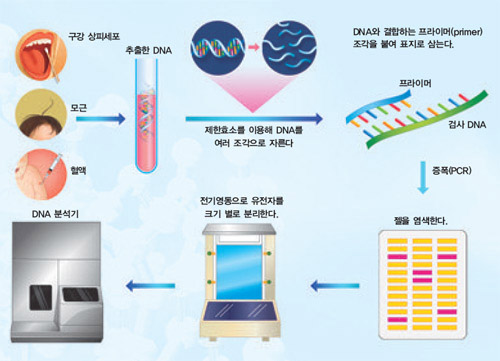 유전자 검사 과정^검사 대상자의 DNA를 채취해 화학적 처리를 거친 다음 분석기에 넣으면 자신의 특정 유전형질을 알아볼 수 있다.