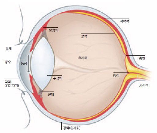 눈의 구조^안구에는 유리체라고 하는 겔(gel) 상태의 투명한 물질이 꽉 차있어서 둥근 풍선모양을 띤다. 검은자위에 해당하는 각막과 흰자위인 공막에 둘러 싸여있다. 빛은 수정체를 통해 꺾여 망막에 상을 맺는다.