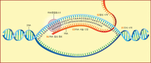 RNA가 합성되는 전사 과정^01 RNA중합효소Ⅱ가 DNA의 프로모터라는 특정부위에 결합해 DNA 두 가닥이 벌어지고 사슬이 풀린다. 02 프로모터 서열의 방향에 따라 풀려진 두 가닥의 사슬 중에서 전사되는 사슬이 결정되면서 합성이 시작된다. 03 RNA중합효소Ⅱ가 DNA염기서열을 따라 이동하면서 대응하는 RNA염기를 결합해 RNA사슬을 만든다. 04 RNA중합효소Ⅱ가 DNA를 따라 이동하다가 특정한 염기서열을 만나면 전사가 종료된다.