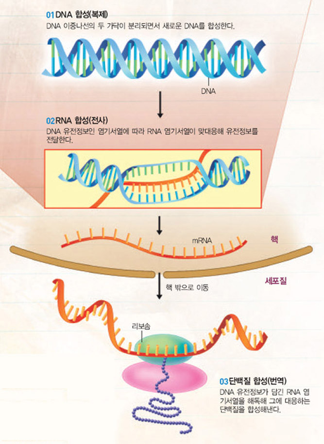 센트럴 도그마^생물체의 DNA분자가 유전정보를 저장하고 복제해 단백질을 합성하는 과정을‘센트럴 도그마’라고 한다. DNA를 합성하는 복제, RNA를 합성하는 전사, 단백질을 합성하는 번역 순서로 진행된다.