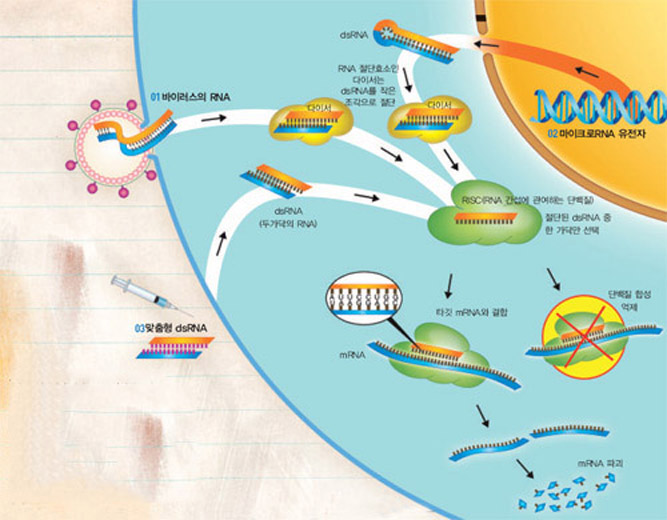 세포 내에서 관찰되는 RNA 간섭^01 두 가닥의 RNA를 가진 바이러스가 침입하면 세포 내 RNA 절단효소인 다이서가 바이러스 RNA를 절단해 제거하고 바이러스 증식을 막는다. 02 생명체에 존재하는 마이크로RNA가 RNA 간섭을 통해 유전자 발현을 억제한다. 03 타깃 유전자(예를 들어 암 발생 유전자)의 발현을 막을 수 있도록 디자인된 맞춤형 dsRNA를 주입하면 질병 유발 유전자의 mRNA을 파괴해 질병을 치료할 수 있다.