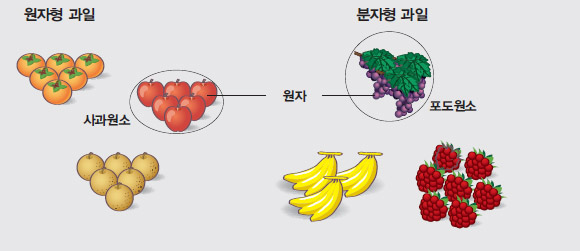 원자형 과일 vs. 분자형 과일^과일에는 사과, 배, 감처럼 하나의 독립된 덩어리로 존재하는 원자형 과일이 있고, 포도, 바나나, 산딸기처럼 여러 덩어리가 뭉쳐 하나로 존재하는 분자형 과일도 있다.