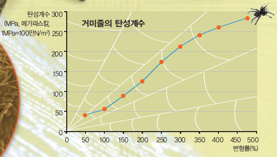 거미줄은 늘일수록 탄성계수가 커진다. 늘어날수록 강도가 세진다는 뜻이다. 거미줄은 5배(500%), 심지어 20배를 늘려도 끊어지지 않는다.