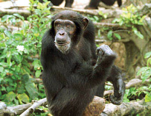 수컷 침팬지는 젊은 암컷보다 나이든 암컷을 좋아한다.
