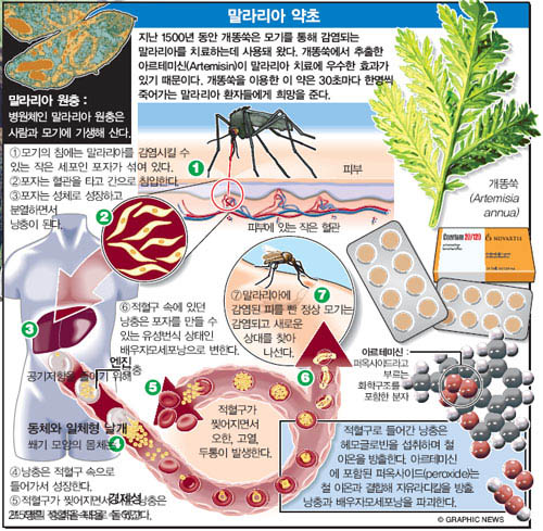 말라리아 약초
