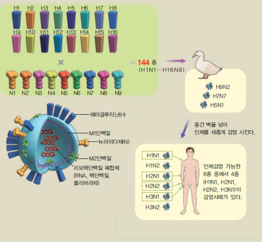 조류인플루엔자 구조^마치 80~120nm 크기 공에 500여개 단백질 못을 박아놓은 형태다. 침투 역할을 하는 H는 전파를 담당한 N보다 4배 많다. M1단백질에 둘러싸인 핵에는 RNA, 핵단백질, 폴리머라제가 복합체를 형성하며 유전자 복제와 변형을 통해 변종을 만들어 낸다.