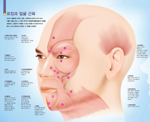 표정과 얼굴 근육