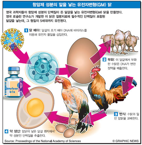 항암제 성분의 알을 낳은 유전자변형(GM) 닭