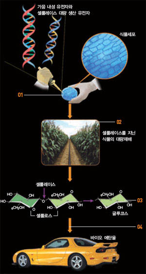 바이오 에탄올을 만드는 원리 가뭄 내성 유전자와 셀룰레이스를 대량 생산하도록 하는 유전자를 식물세포에 삽입한다(01). 건조지대를 포함한 경작지에서 셀룰레이스를 지닌 식물을 다수 재배한다(02). 확보된 셀룰레이스를 이용해 식물의 세포벽 성분인 셀룰로스를 글루코스로 대량 분해한다(03). 글루코스를 발효시켜 바이오 에탄올을 만든다(04).