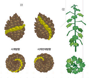 식물성장백서, 피보나치수열^01솔방울의 포(苞)는 두 방향의 나선을 그리며 배열된다. 시계반대방향의 나선은 성장속도가 빠르고 시계방향의 나선은 성장속도가 느려 포를 꼼꼼하게 채울 수 있다. 02잎차례가 8분의 3인 포플러는 3번 회전할 때마다 8개의 잎을 배열한다. 아홉 번째 잎부터 다시 원래 위치로 돌아오는데, 잎의 크기를 다르게 하거나 나선형으로 약간씩 어긋나게 해 햇볕을 골고루 받는다.