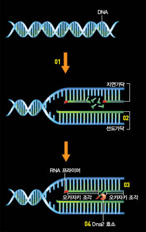 RNA 프라이머 제거하는 Dna2^이중나선 형태로 꼬여 있던 DNA가 복제를 시작한다.(01) DNA 두 가닥 중‘선도가닥’은 연속적으로 만들어진다(02). 그러나‘지연가닥’은‘오카자키 조각’ 여러 개가 결합돼야 복제가 시작된다(03). 지연가닥의 복제가 완성되기 위해서는 오카자키 조각 꼬리 부위에 있는 RNA 프라이머가 제거돼야 한다. Dna2는 바로 RNA 프라이머를 없애는 효소다(04).