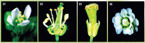 정상적인 구조를 지닌 애기장대(01). 애기장대에서 A유전자가 망가지면 C유전자만 발현돼 암술과 수술로만 이뤄진 꽃이 나타난다(02). B유전자가 손실되면 꽃받침과 암술로만 이뤄진 꽃이(03), C유전자가 없으면 꽃잎과 꽃받침이 반복되는 형태가 생긴다(04).