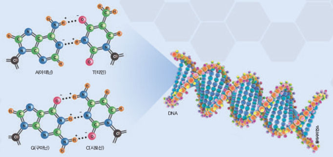 DNA는 A(아데닌)와 T(티민), G(구아닌)와 C(시토신) 네 가지 염기의 배열로 유전정보를 저장한다. 이들 염기가 배열 되는 순서와 방향에 수소결합(검은점선)이 중요한 역할을 한다.