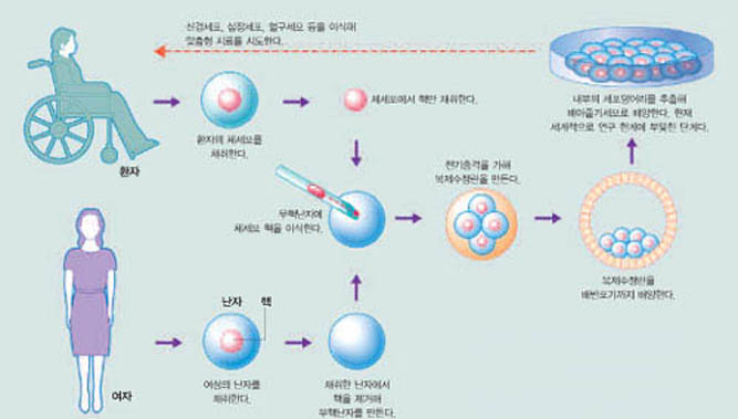 체세포 복제배아로 줄기세포 확립 과정^체세포의 핵을 주입한 난자를 배양해 세포 분할과정을 거치면 인체의 온갖 장기로 분화할 수 있는 줄기세포를 여성의 난자를 얻을 수 있다.