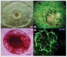 현재 세계적으로 줄기세포 연구 경쟁이 치열하다. 2003년 프랑스 연구팀이 인간배아에서 얻은 배아줄기세포(01). 붉은색은 세포의 핵을 나타내며(02), 분화 초기 줄기세포가 뭉친 동그란 공 모양의 배상체(03)와 줄기세포가 혈구세포로 분화(04)한 모습도 보인다.