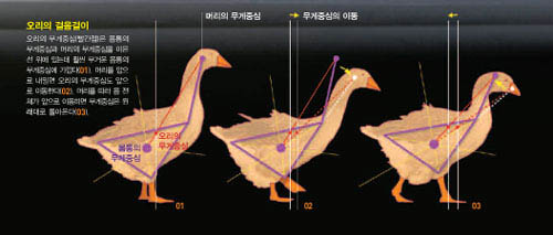 오리의 걸음걸이^오리의 무게중심(빨간점)은 몸통의 무게중심과 머리의 무게중심을 이은 선 위에 있는데 훨씬 무거운 몸통의 무게중심에 가깝다(01). 머리를 앞으 로 내밀면 오리의 무게중심도 앞으 로 이동한다(02). 머리를 따라 몸 전 체가 앞으로 이동하면 무게중심은 원 래대로 돌아온다(03).