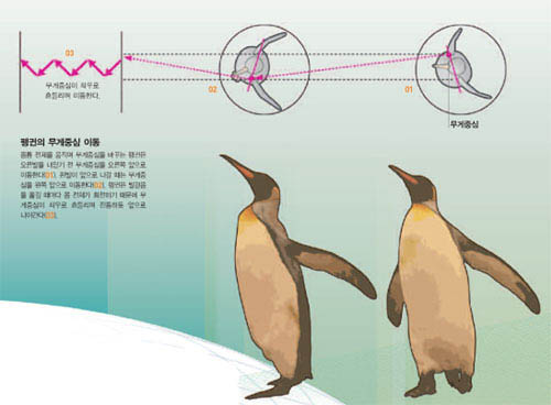 펭귄의 무게중심 이동^몸통 전체를 움직여 무게중심을 바꾸는 펭귄은 오른발을 내딛기 전 무게중심을 오른쪽 앞으로 이동한다(01). 왼발이 앞으로 나갈 때는 무게중 심을 왼쪽 앞으로 이동한다(02). 펭귄은 발걸음 을 옮길 때마다 몸 전체가 회전하기 때문에 무 게중심이 좌우로 흔들리며 진동하듯 앞으로 나아간다(03).