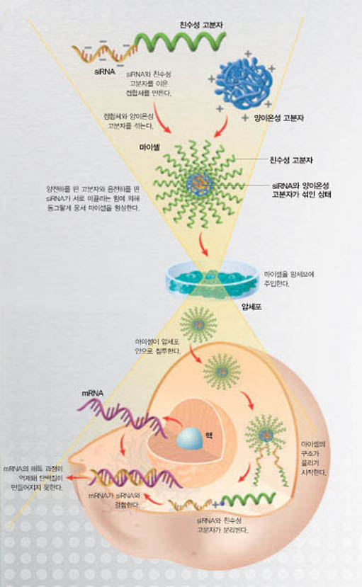 siRNA의 단백질 생성 억제 과정^siRNA를 암세포에 투입하면 mRNA와 결합해 해독 과정을 억제하므로 암세포가 자라는데 필요한 단백질이 만들어지지 못한다.