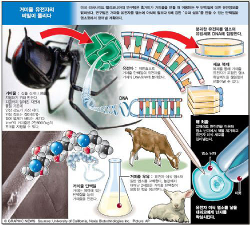 거미줄 유전자의 비밀이 풀리다.