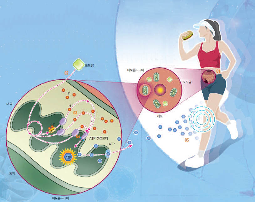 미토콘드리아의 에너지 생성 과정