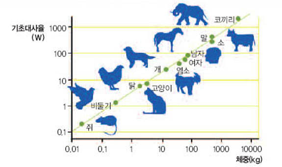 체중과 기초대사율의 관계^체중이 커질수록 기초대사율도 커진다. 사람의 기초대사율은 개나 고양이보다 크고 소나 말보다는 작다.