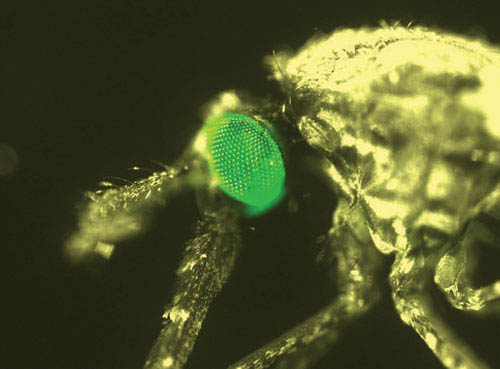 형광 말라리아모기^눈이 초록색인 모기는 말라리아원충을 갖고 있지 않아 안심해도 된다.