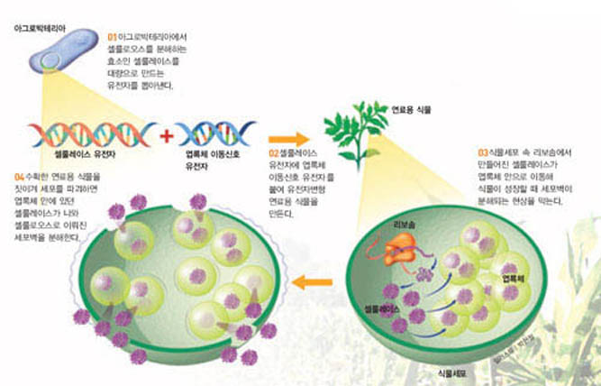 스스로 셀룰레이스 만드는 연료용 식물^식물의 잎, 줄기, 뿌리 같은 모든 부분에서 바이오에탄올을 얻기 위해서는 세포벽을 이루는 단단한 조직인 셀룰로오스를 분해하는 셀룰레이스를 대량으로 생산해야 한다. 토양미생물인 아그로박테리아의 유전자를 이용하면 형질이 전환된 연료용 식물을 만들 수 있다.